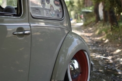 Unknown' Beetle