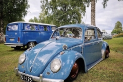 Paavola' Beetle