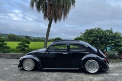 Tomes' Beetle