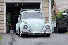 Brandon P' Beetle